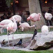 Блог. flamingo flamingo группа в Моем Мире.