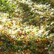 Светлана Д******* on My World.