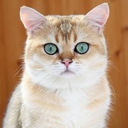 Елена Шмальц (ЗФ)  on My World.