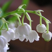 Любовь Гусева on My World.