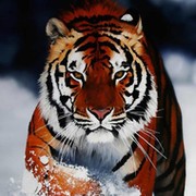  tiger  boss on My World.