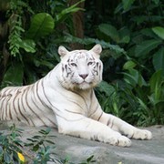 белый тигр on My World.