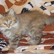 Королева Английская on My World.